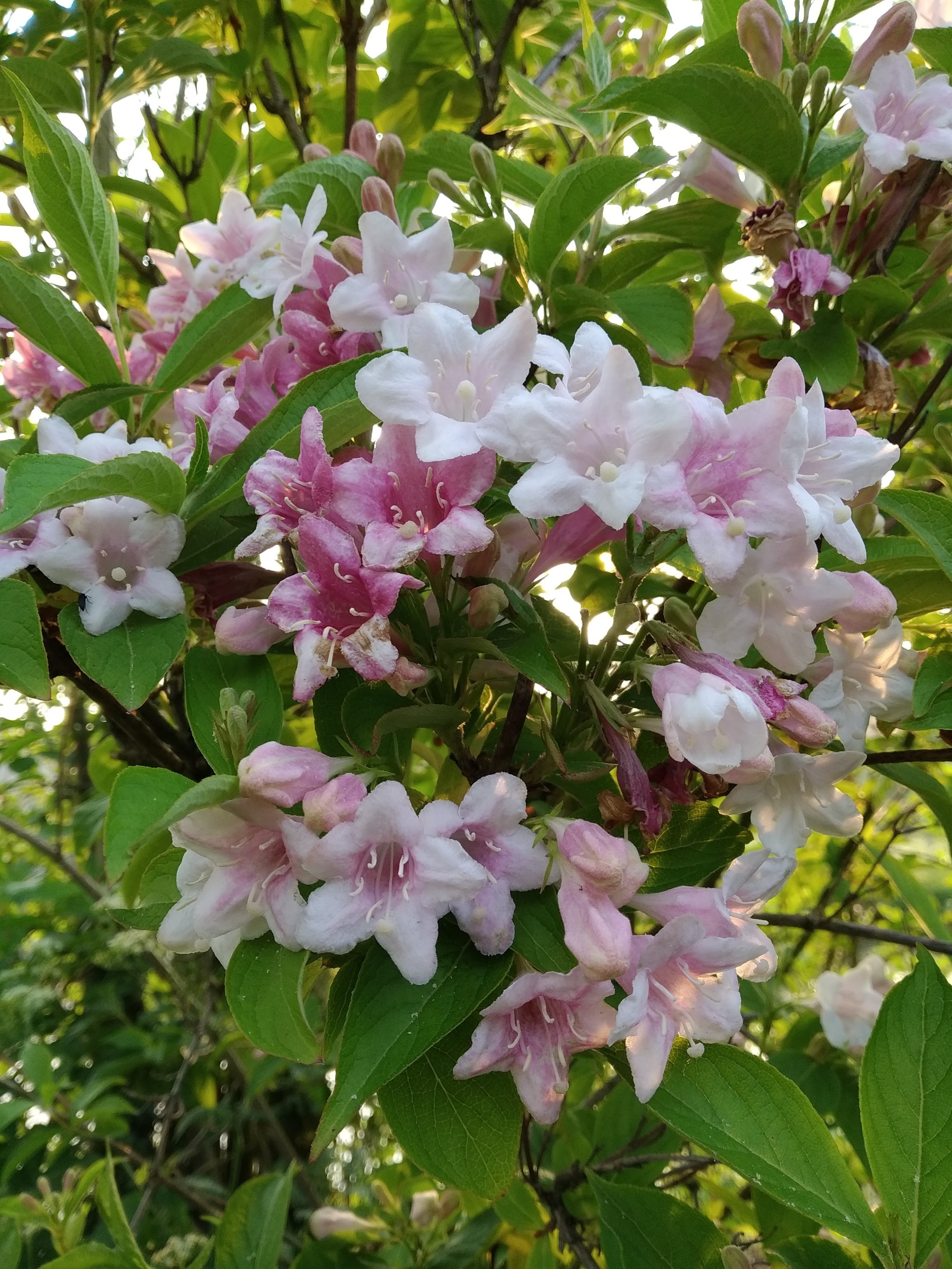 Bloesem, bloeiende struik, onderhouden struik